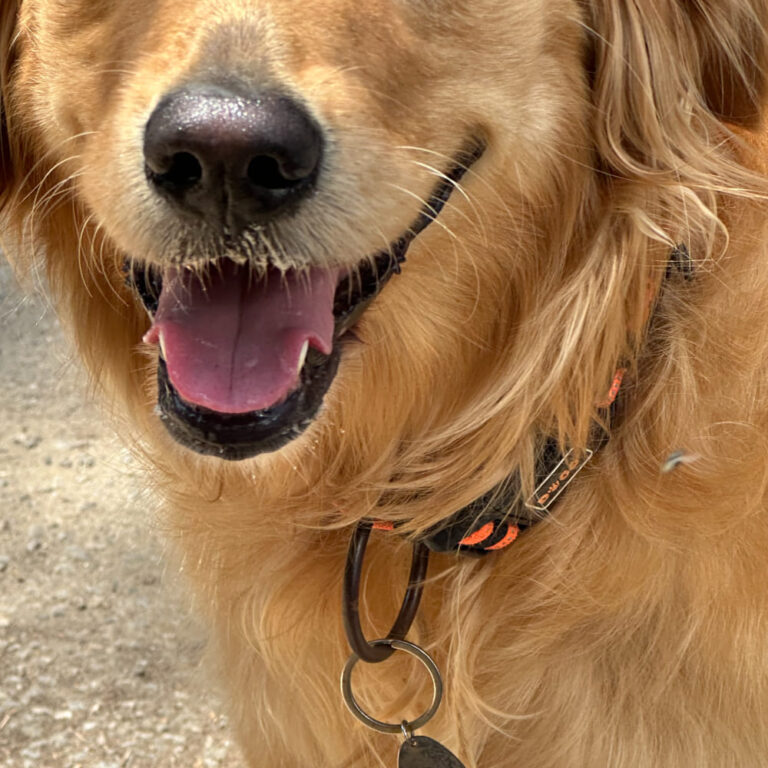 BioSignature Pet Tag – view 3