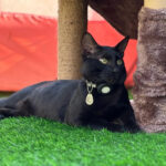 BioSignature Pet Tag – view 2